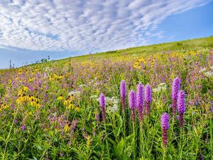 A field of wildflowers under a blue sky.