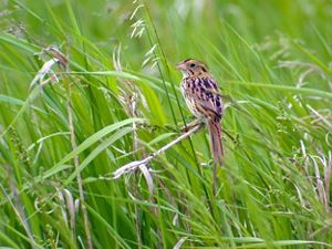 A Henslow's sparrow.