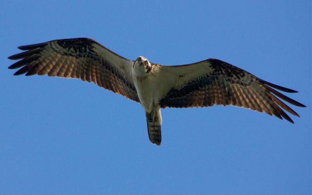 An osprey spreads its wings and soars. It is surrounded by bright blue sky. 