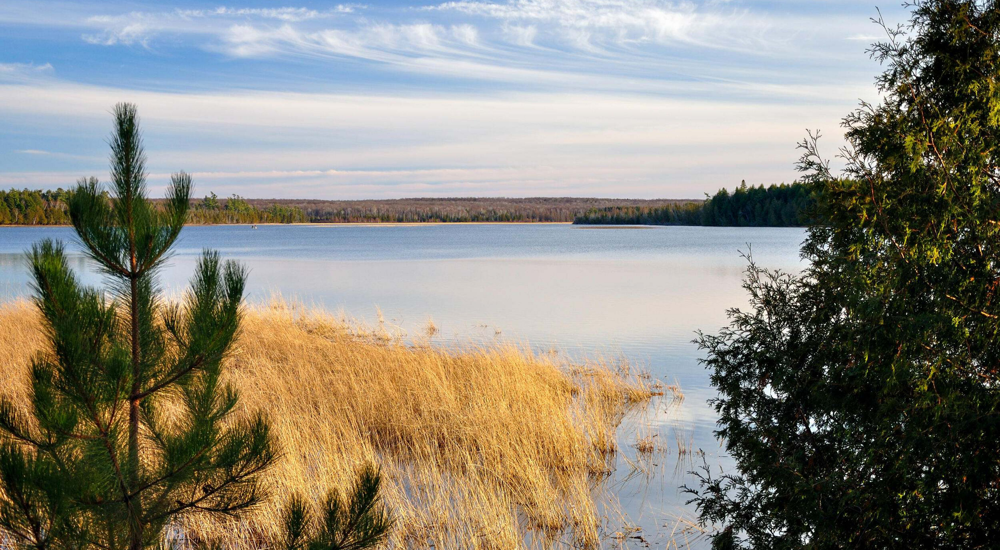 Evergreen trees and autumnal grasses on the shore of a blue lake under a cloudy blue sky. 