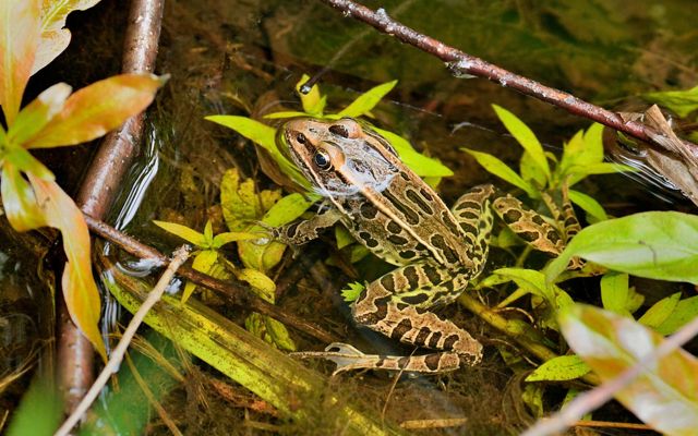 A northern leopard frog rests in water along a forest floor. 