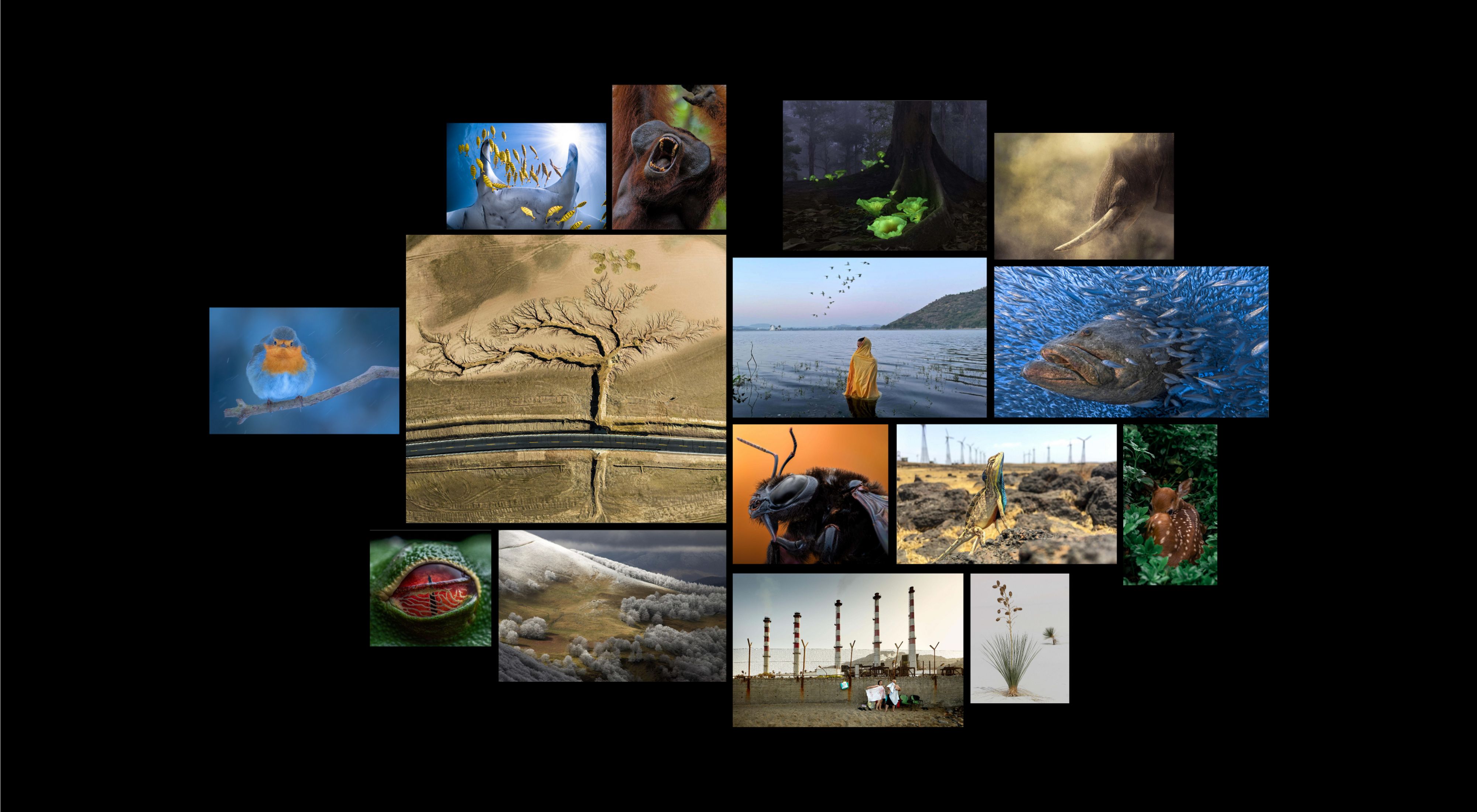 Colagem de fotos vencedoras do Concurso Global de Fotografia de 2022 da The Nature Conservancy.