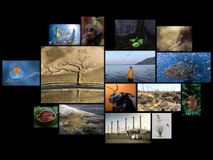 Collage of award-winning images from the 2022 Global Photo Contest.