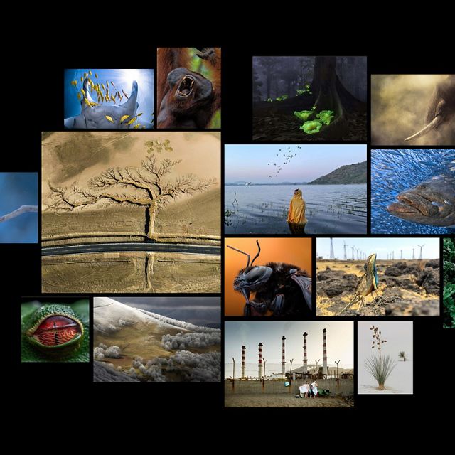 Collage de fotos ganadoras del Concurso mundial de fotografía 2022 de The Nature Conservancy.