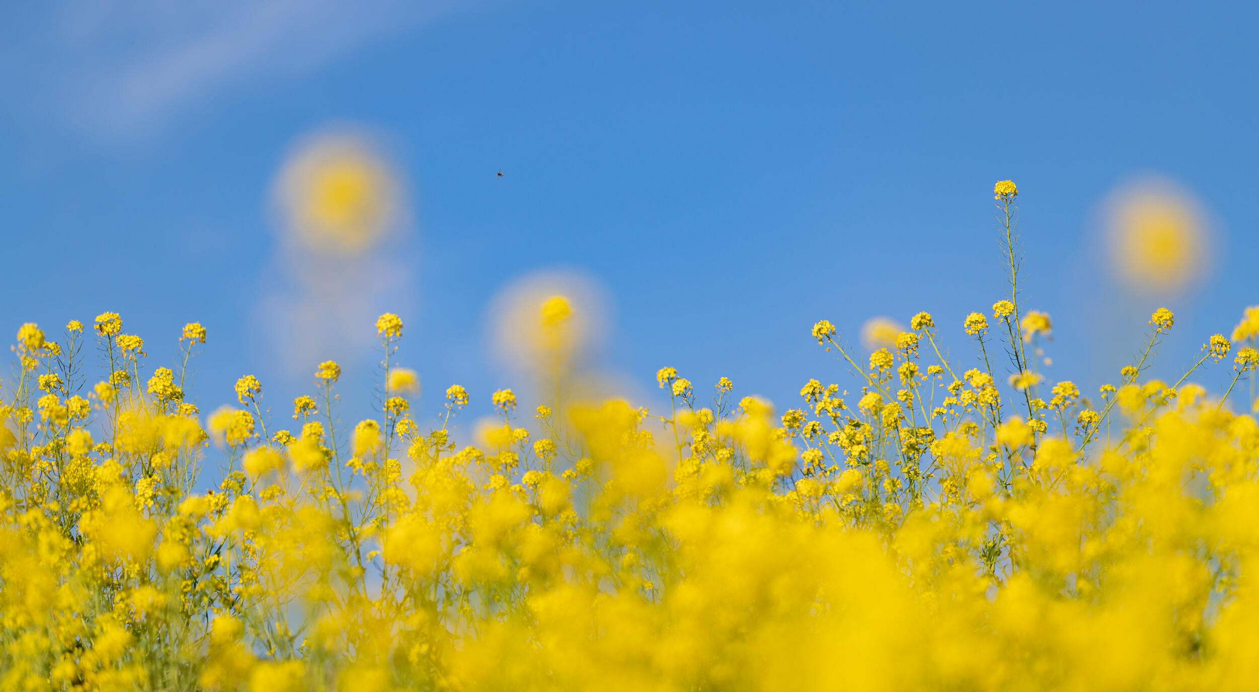 an eye-level view of a field of yellow flowers against a blue sky.