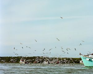 A commercial salmon fishing vessel at work with seagulls on the water.