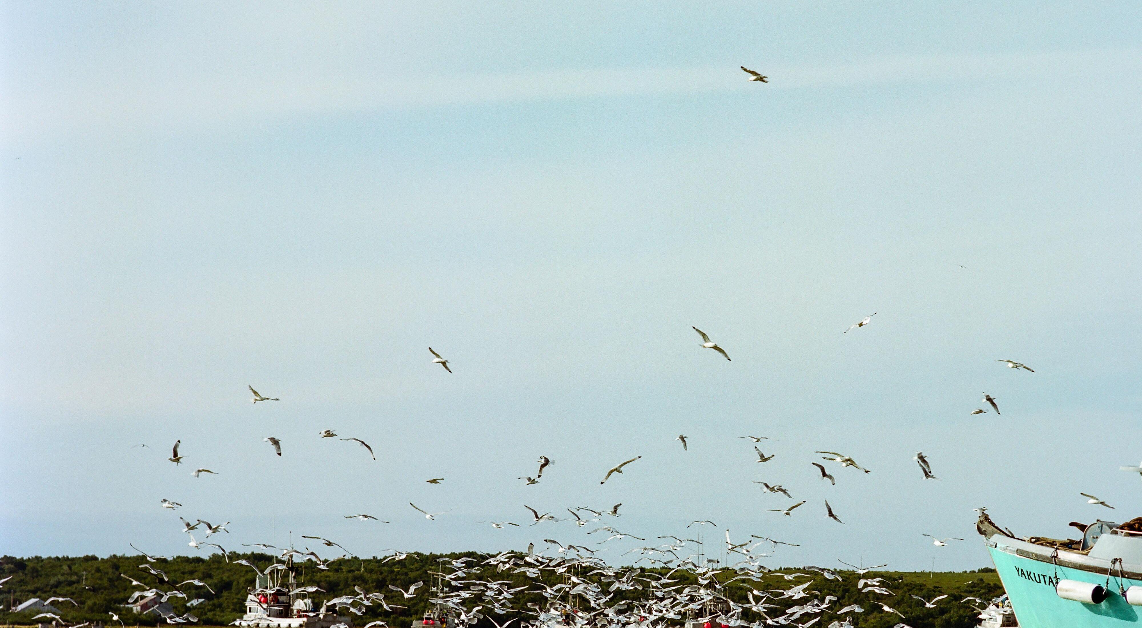 Several salmon fishing boats surrounded by gulls.