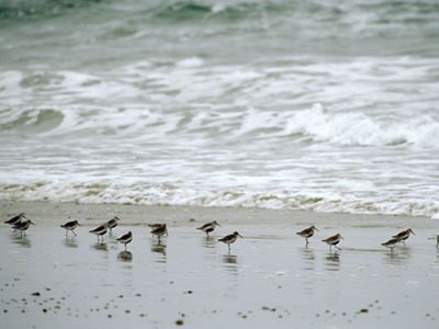 Birds on a beach.