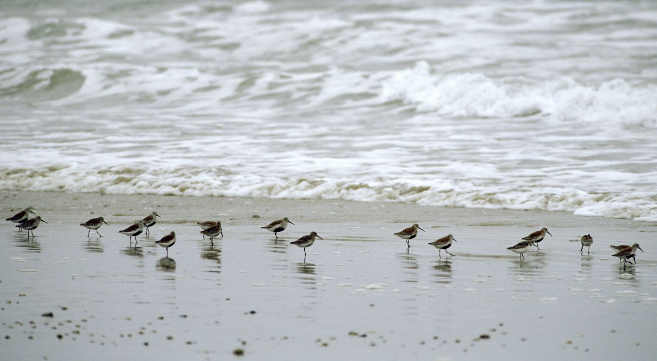 Several small shorebirds stand on a beach at the ocean's edge.
