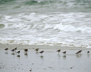 Several small shorebirds stand on a beach at the ocean's edge.