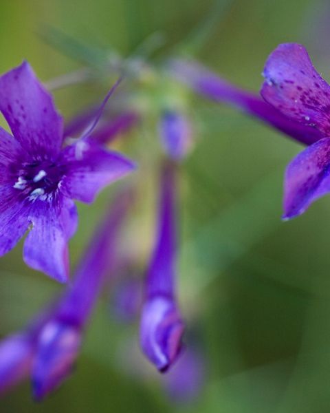 Closeup of purple wildflowers shaped like bells.