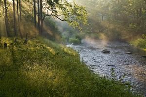 Sunlight streams through trees onto a stream in the woods.