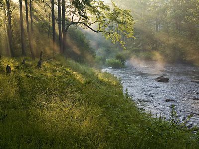Sunlight streams through a forest at the edge of a flowing river.