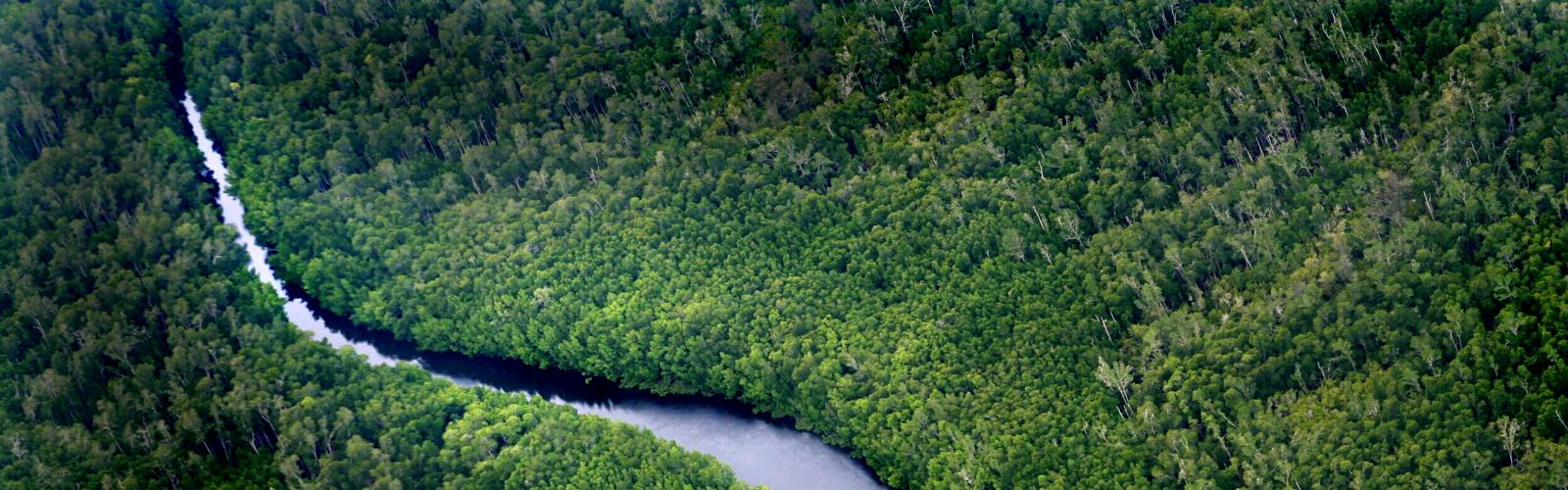 Sungai Wain Forest Reserve in East Kalimantan on the island of Borneo, Indonesia.
