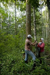 measuring trees