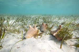 Fondo marino con conchas y pastos marinos.
