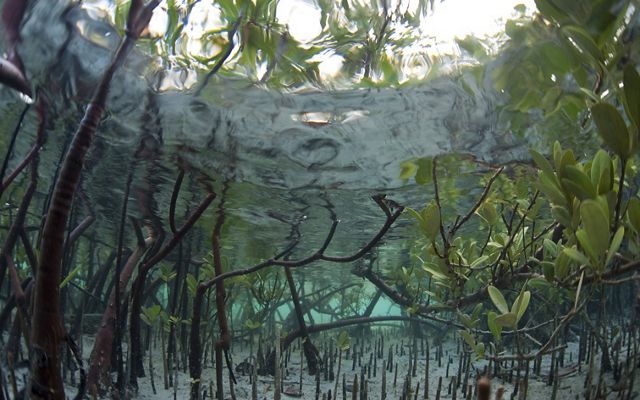 an underwater image of mangroves.