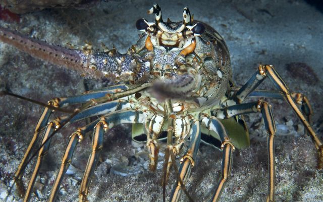 a close up of a spiny lobster.
