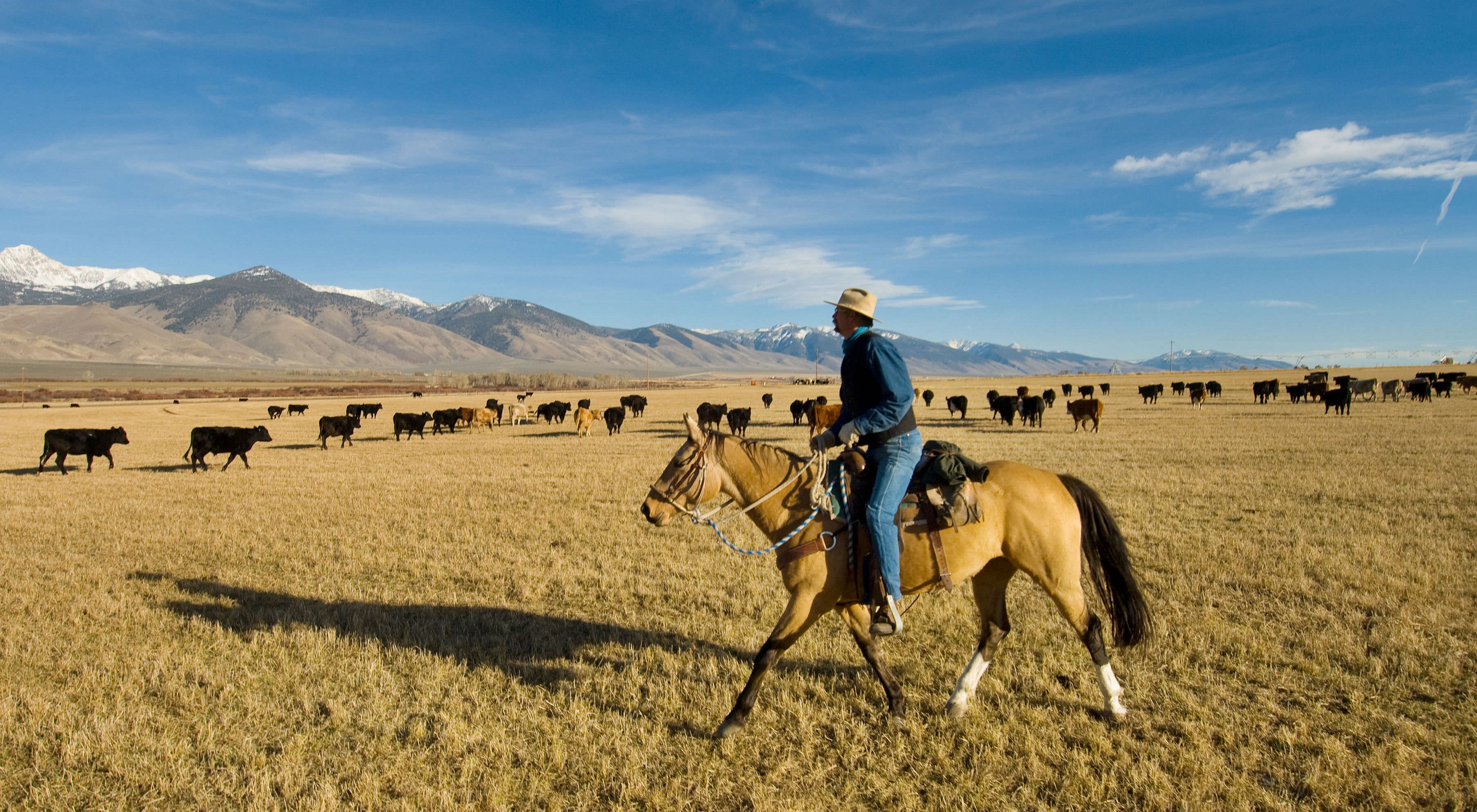 A man rides a horse through a field with grazing cattle.