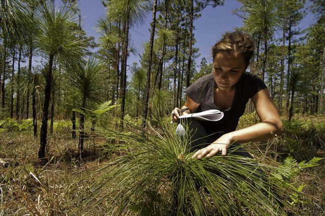 A woman looking at a young longleaf pine with larger mature trees in the background. 