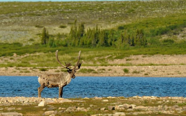 A caribou stands on a rocky shore of a body of water with a stand of trees on its opposite rocky shore.