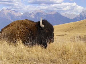 A bison bull lays in grassy prairie at National Bison Range Wildlife Refuge in Montana, with mountains in the background.
