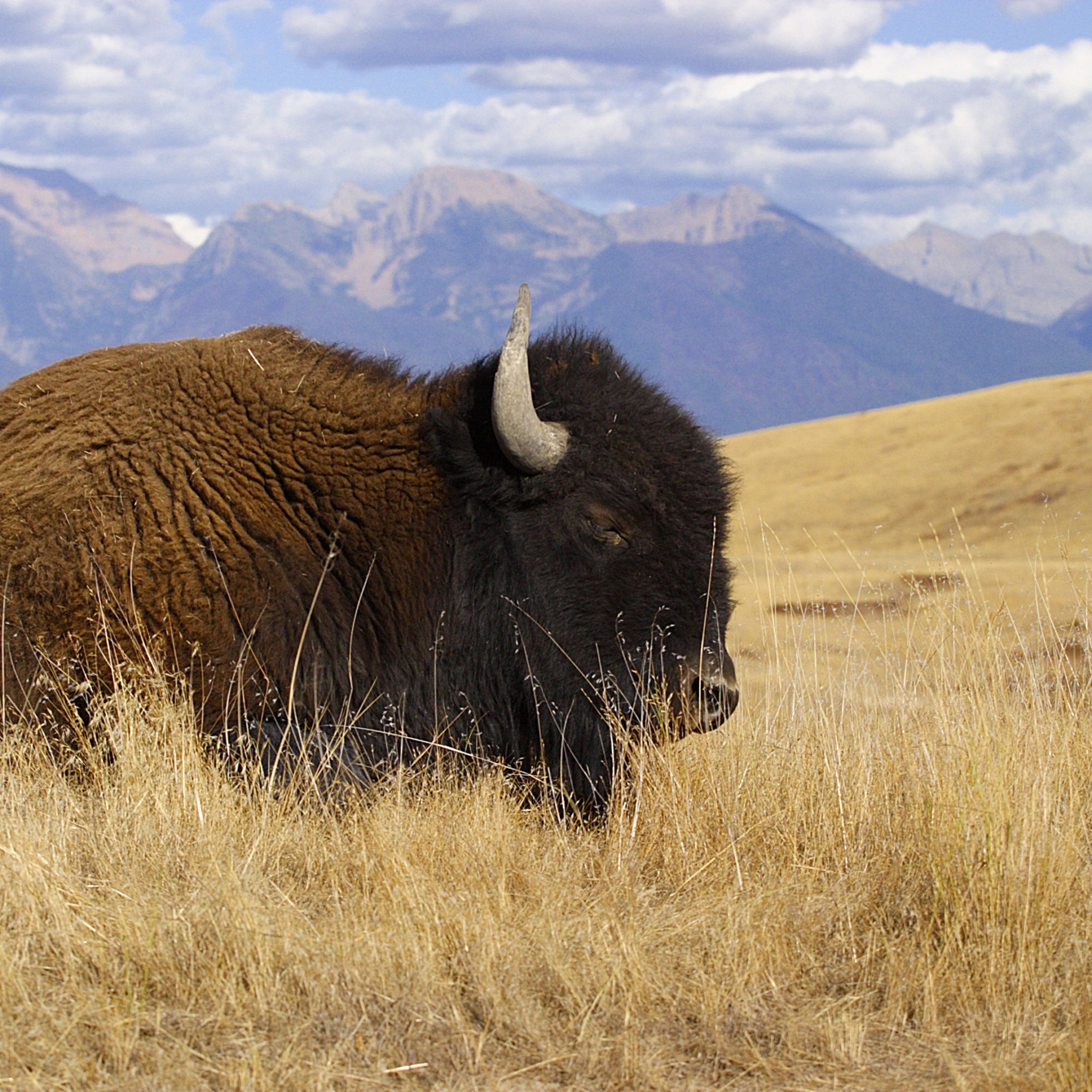 Bison up close laying in tall grass with mountains in the backdrop.