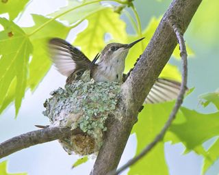 a nest of hummingbirds.