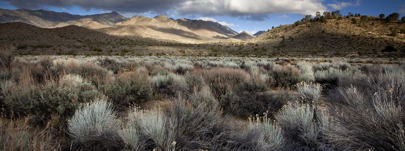 Landscape view of the plant community of the Mojave Desert with mountains in the background.