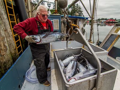 A person loads tuna into a metal container on a boat.