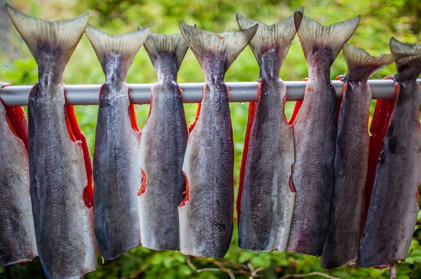 Several salmon fillets hang on a metal rod to dry.