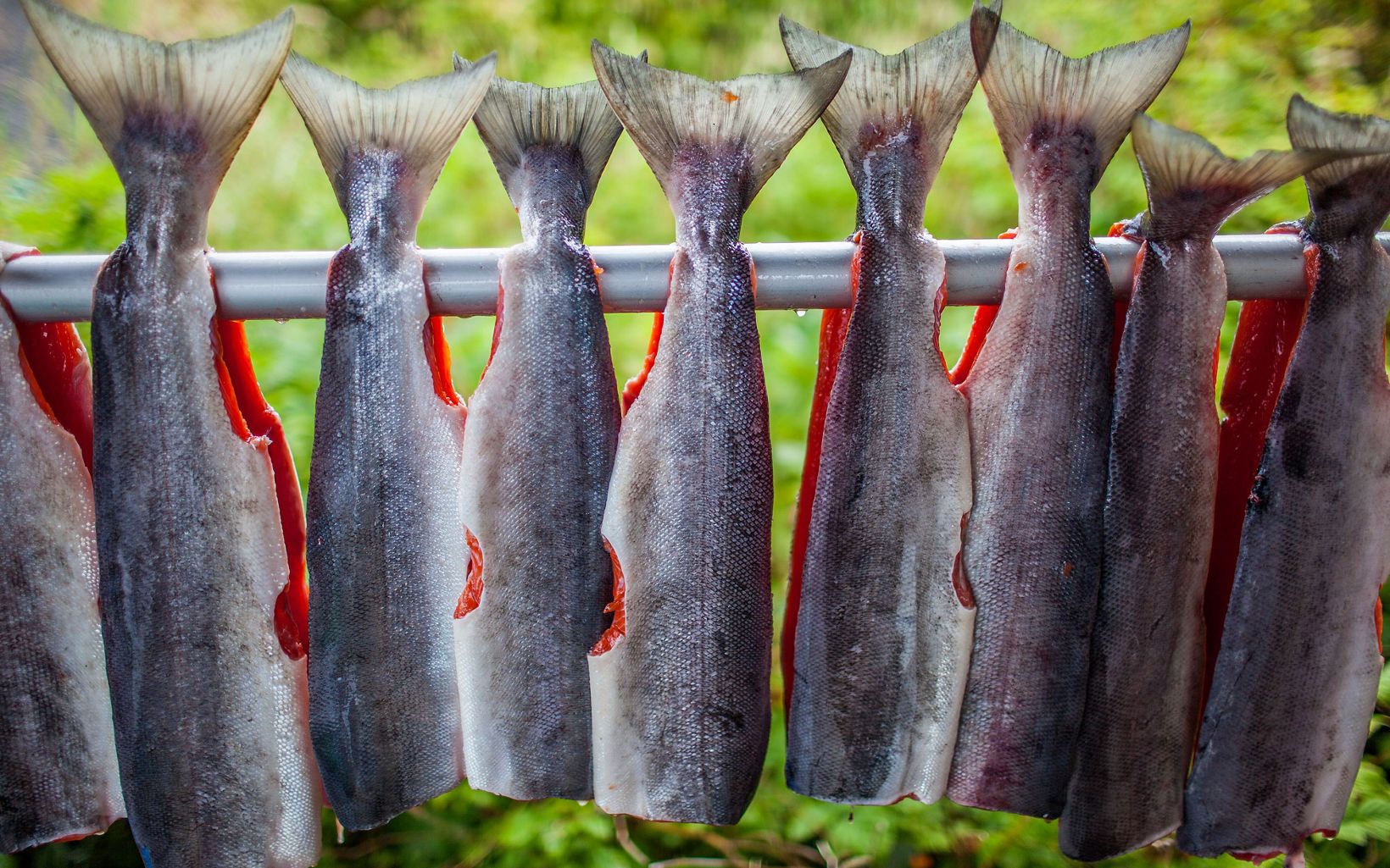 Nine filleted salmon hang from a metal bar.