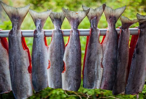 A row of fish hanging upside down.