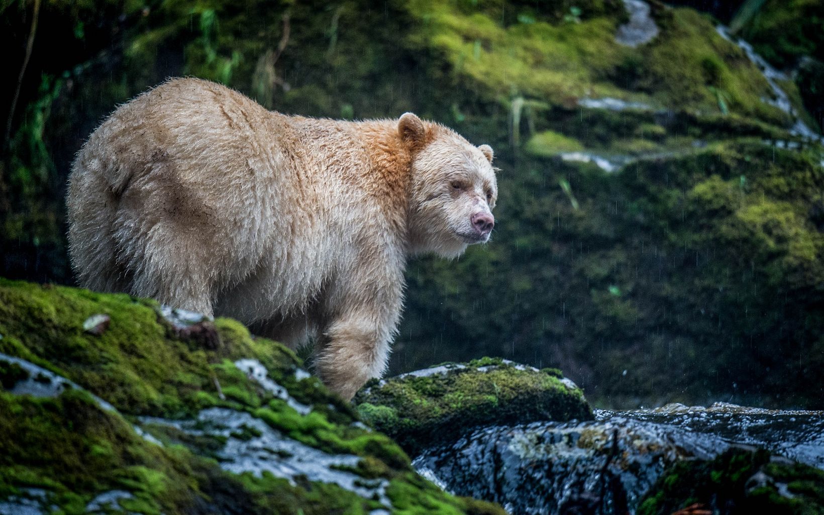 Un refugio de biodiversidad,  hogar de lobos, ballenas, osos espíritus y algunos de los árboles más antiguos de América del Norte.   © Jon McCormack
