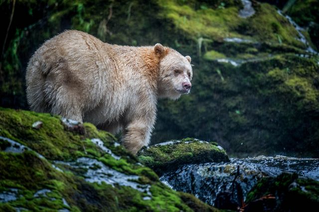 Photo of a "spirit bear," a subspecies of American black bear that lives in Pacific northwest.