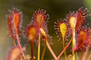 A close-up image of oblong-leaved sundews.