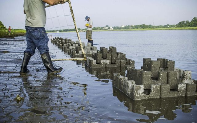 Person working on oyster reef restoration. 