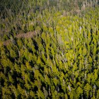 Old-growth forest at Clayoquot Sound