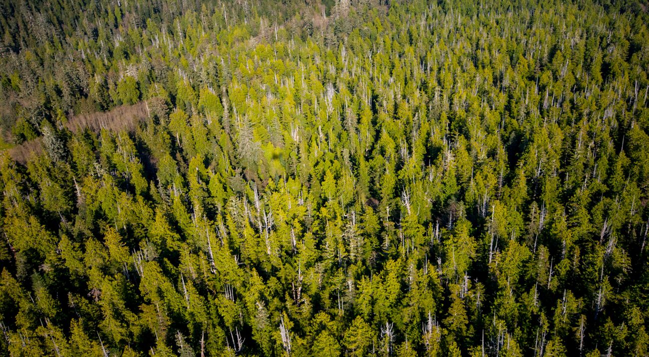 Aerial photo of forests in the Emerald Edge of British Columbia.