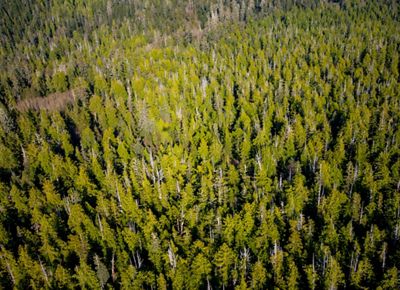Aerial photo of forests in the Emerald Edge of British Columbia.