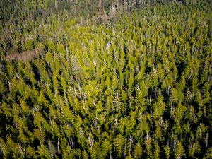 Aerial photo of forests in the Emerald Edge of British Columbia. 