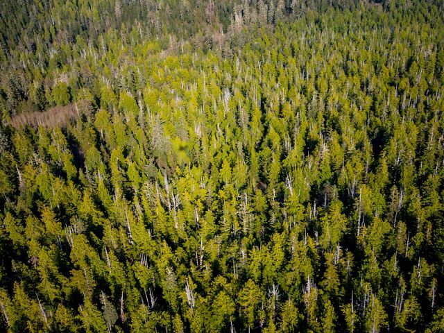 Aerial photo of forests in the Emerald Edge of British Columbia.
