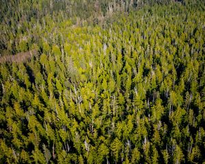 Aerial photo of forests in the Emerald Edge of British Columbia.