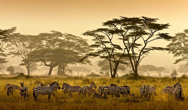 Zebras relaxing on the Serengeti, Tanzania.