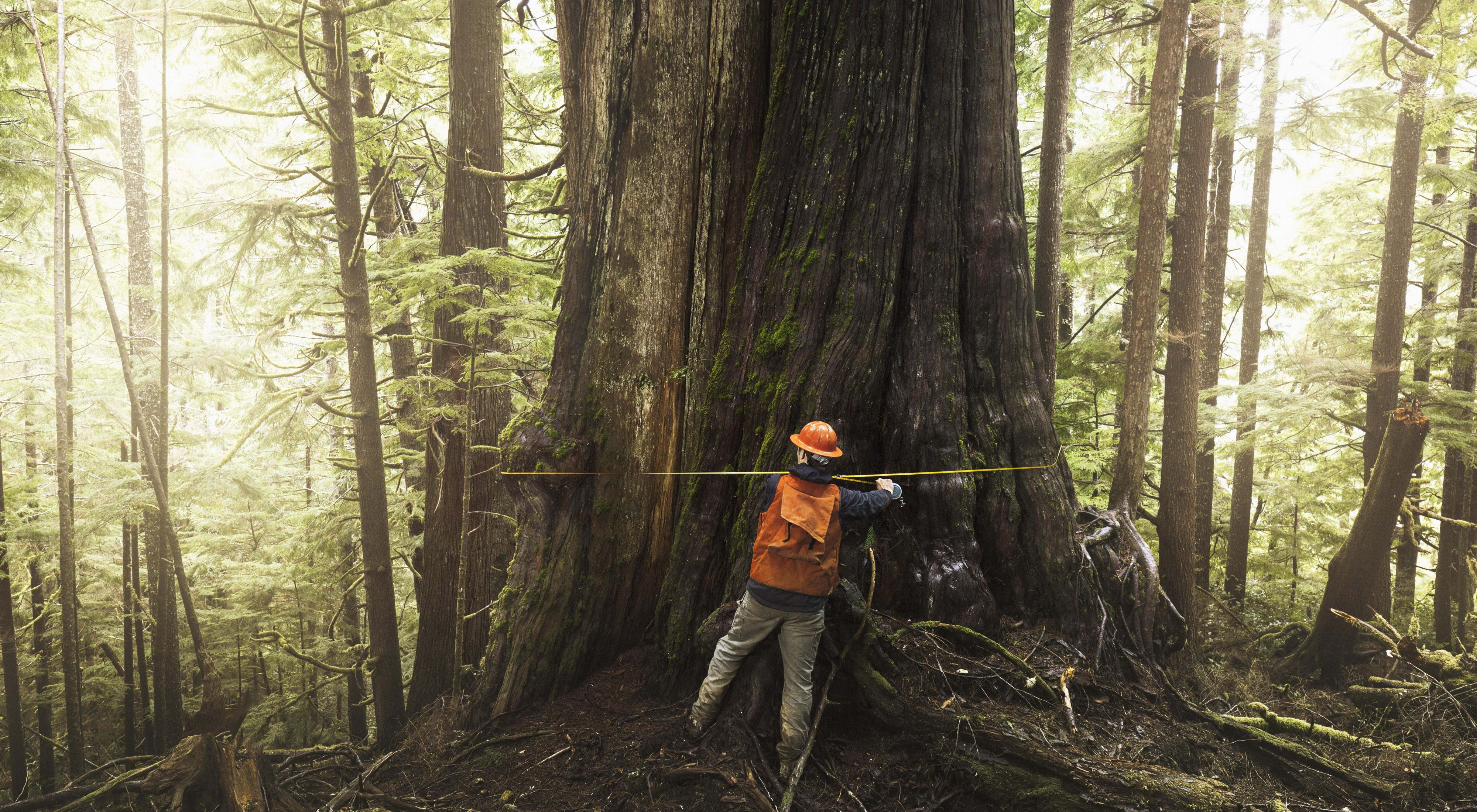 a person in an orange vest measures a massive tree.
