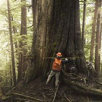 Photo of a man measuring an ancient tree in an old-growth forest in Washington state.