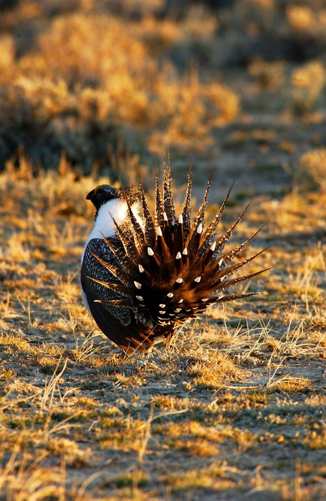 TNC scientists simulate future development and measure the effectiveness of conservation actions for maintaining sage grouse populations.