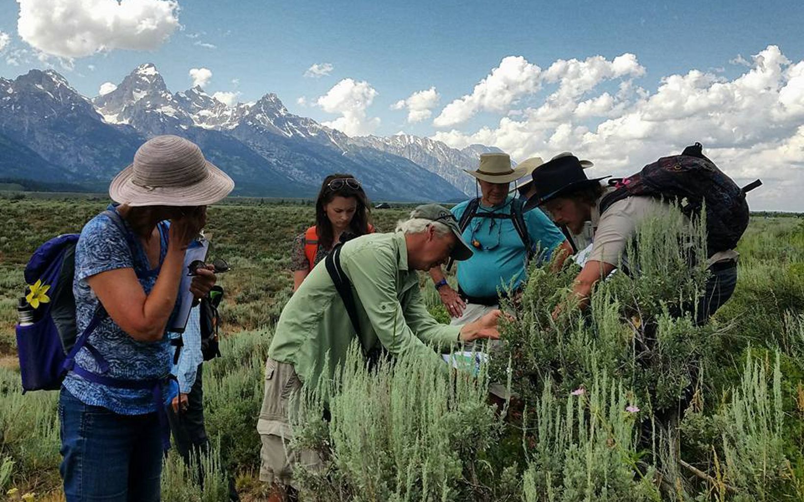People standing in a field studying a sagebrush.