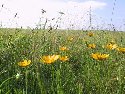 A field of yellow flowers.
