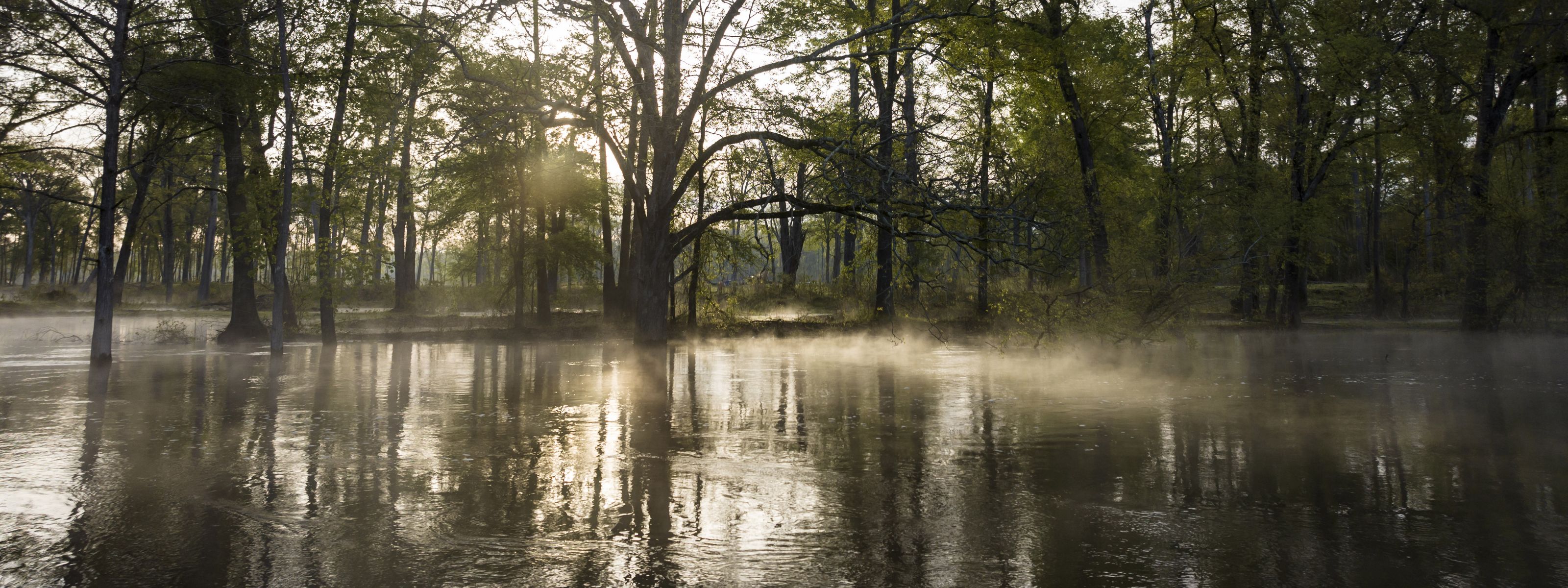 Mist rises on bottomland hardwood forest and shallow bald cypress swampland.